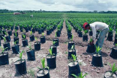 palm oil farm