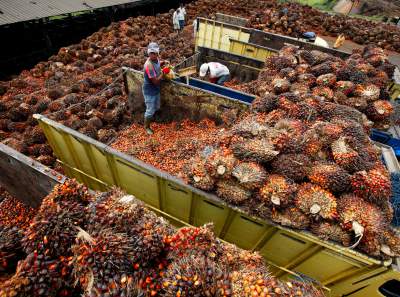 palm oil producer