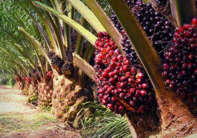 palm oil tree