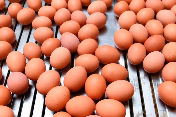 5 Ways On How You Can Start Up Eggs Supply Business In Nigeria