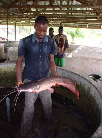 how to start catfish farming business in Nigeria
