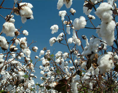 How to start cotton enterprise in nigeria