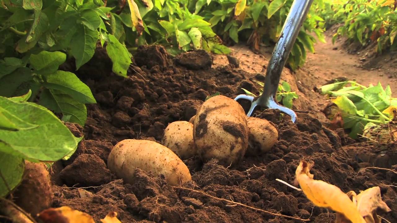 How to start Potato Farming in Nigeria