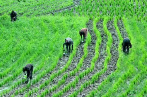 rice farming in nigeria
