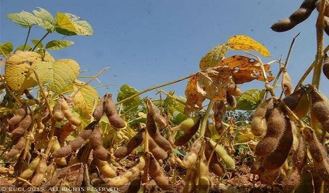Soya Bean Production Business