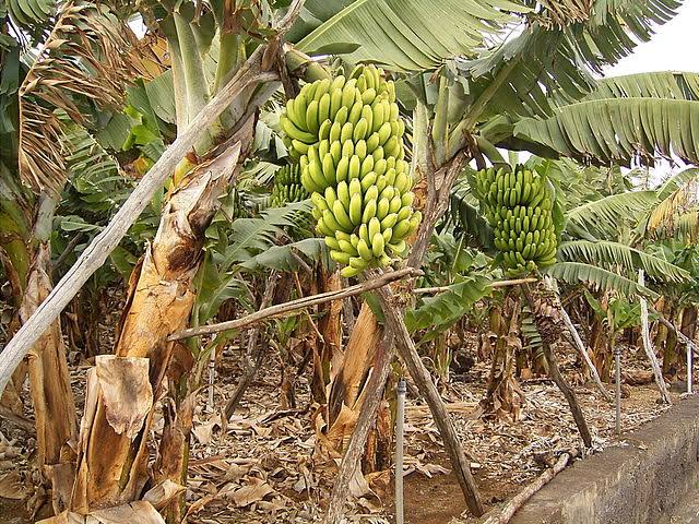 plantain