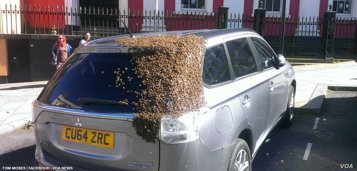 Bees in a car